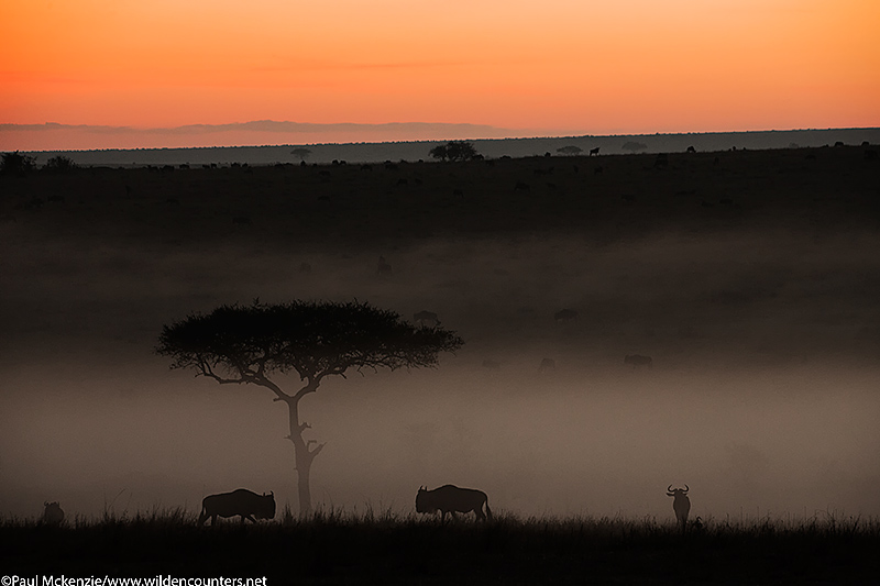 1. Wildebeest at dawn in the mist, Masai Mara, Kenya