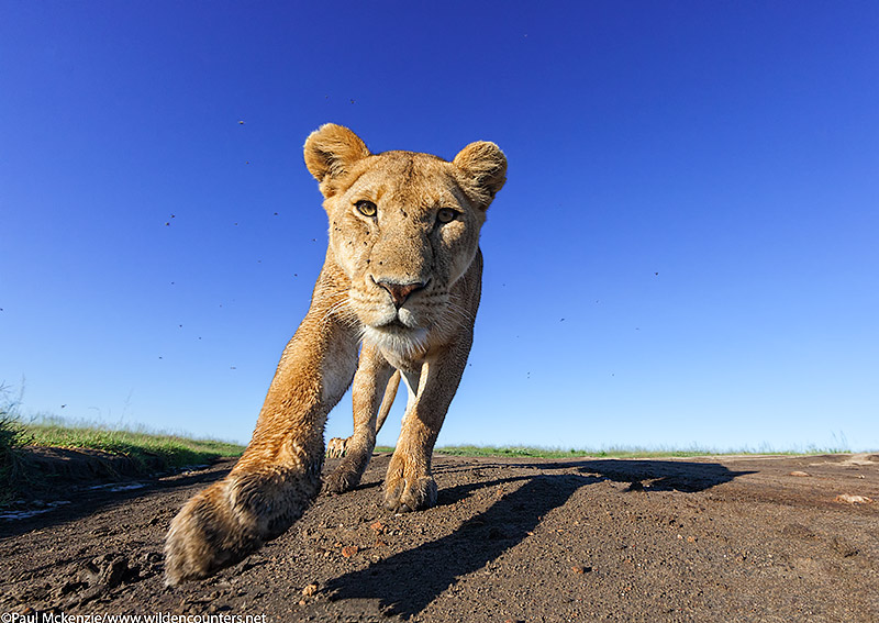 10. Lioness walking, head on, close-focus, wide-angle, Serengeti, Tanzania