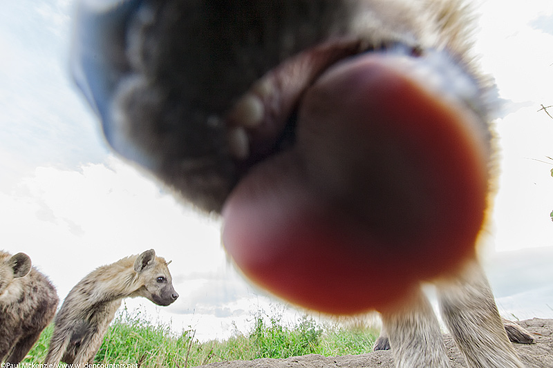 11. Close-up of Hyena tongue and mouth as it licks the camera lens, Seronera, Tanzania