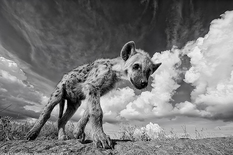 12. Juvenile Spotted Hyena, close-focus, wide-angle, Serengeti, Tanzania