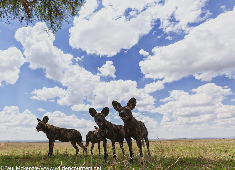 13. Wild dogs, close-focus, wide-angle, Masai Mara, Kenya