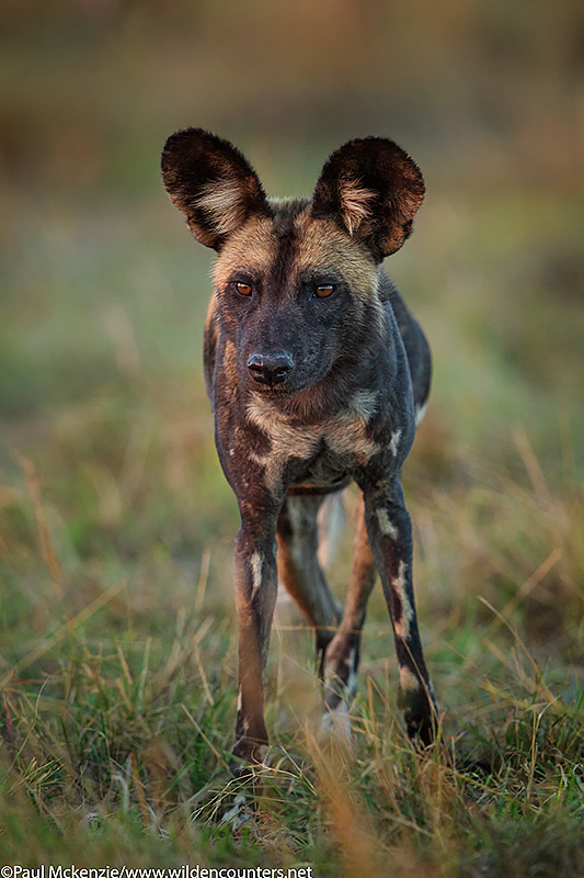 14. Wild dog, Masai Mara, Kenya