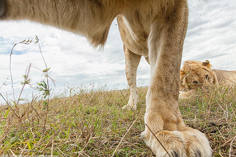 15 Inquisitive young male Lion, close-focus, wide-angle, Masai Mara, Kenya
