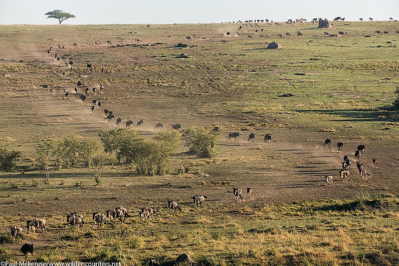 2. Migrating Wildebeest in S shape curve, Masai Mara, Kenya