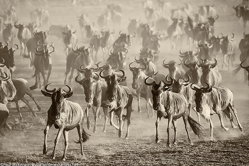 3. Wildebeest herd running, Masai Mara, Kenya