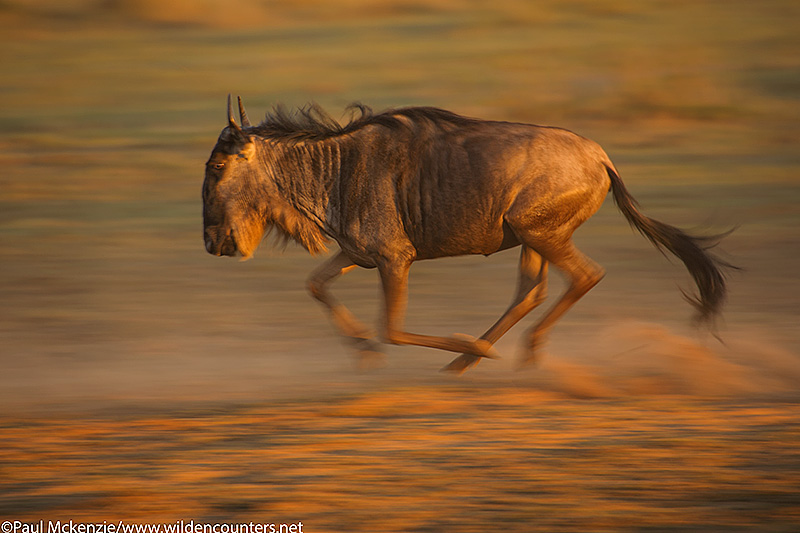 4. Wildebesst running, with motion, Masai Mara, Kenya