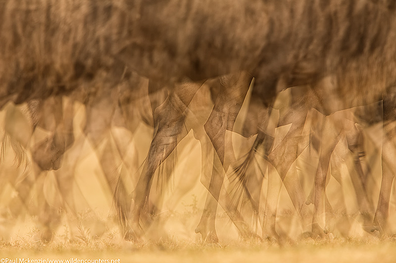 5. Wildebeest legs with motion, mutiple exposure, Masai Mara, Kenya_74A3839 {J}