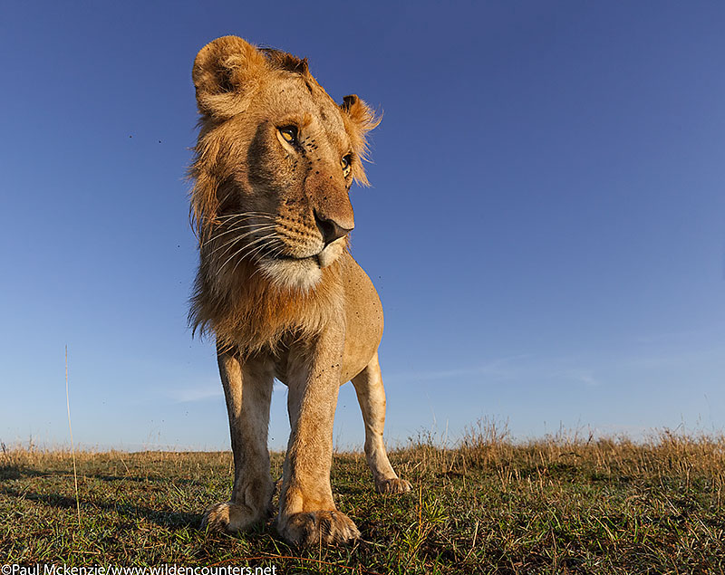 7. Young male Lion, Masai Mara, Kenya