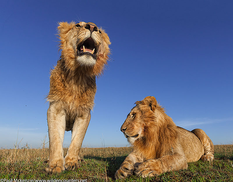 8. Young male Lions, close-focus, wide-angle, Masai Mara, Kenya