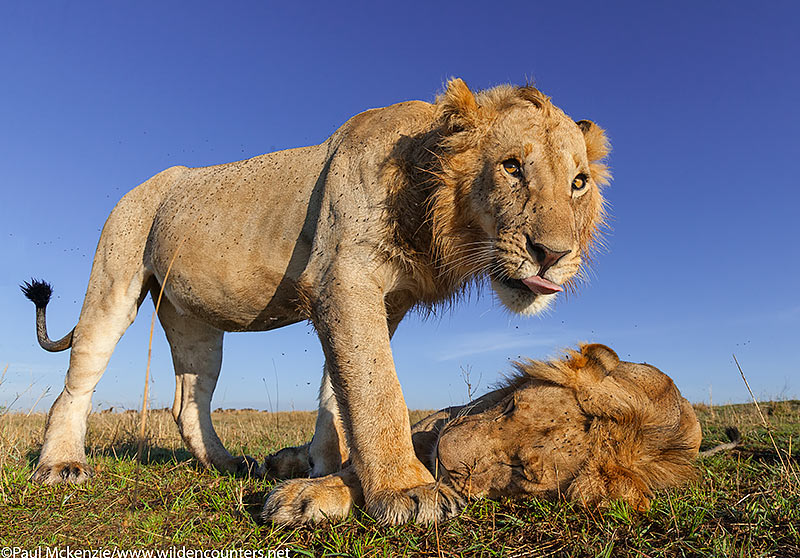 9. Two sub-adult male lions, close-focus, wide-angle, Masai Mara, Kenya