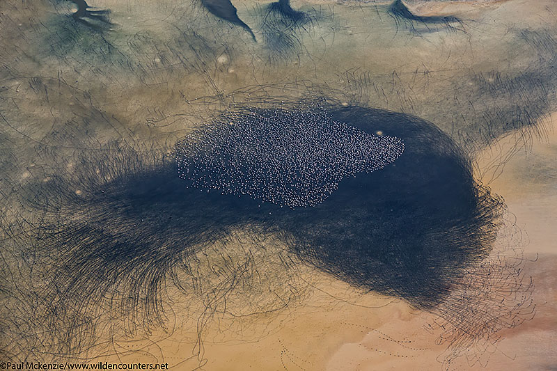 Aerial image of Lesser Flamingos and their trails, Lake Logipi, Kenya_74A1444 {J}