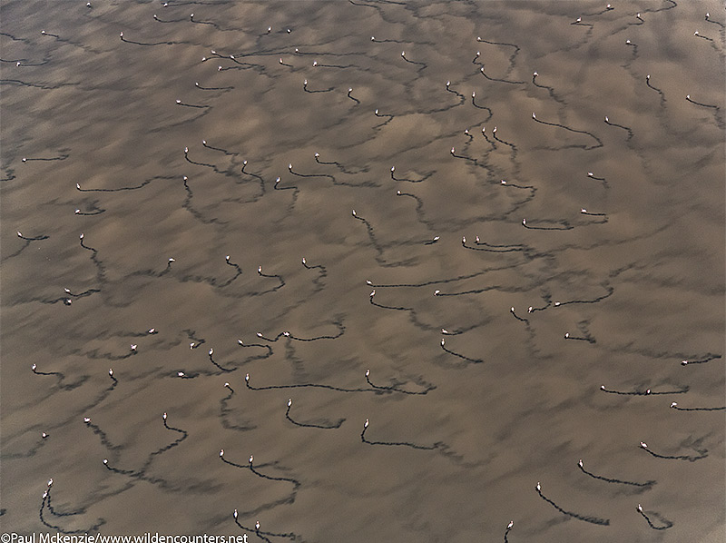 Aerial image of Lesser Flamingos and trails through shallow water soda lake, Lake Natron, Tanzania