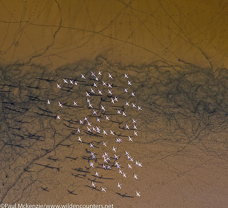 Aerial image of Lesser Flamingos flying over shallow water lake with silt and mud trails visible, Lake Logipi, Kenya_P3I2275 {J}