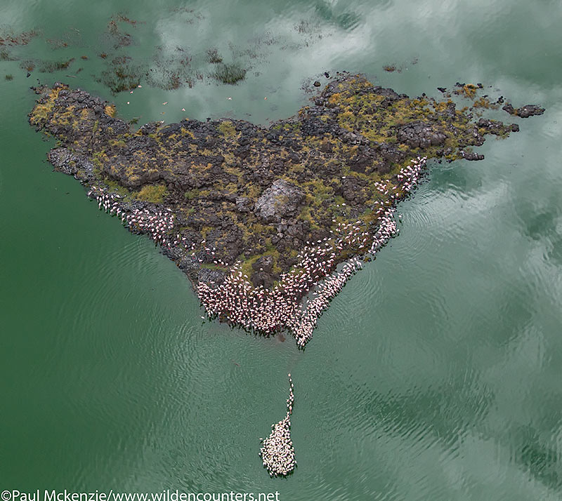 Aerial image of Lesser Flamingos grouped around small volcanic island, Lake Bogoria, Kenya_P3I2661 {J}