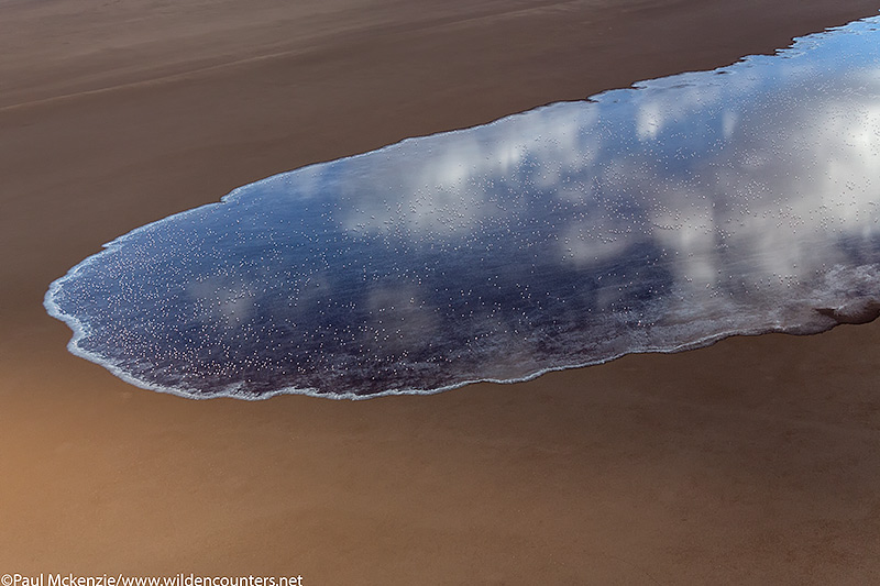 Aerial image of a finger of lake water on dry lake bed, Lake Logipi, Kenya_74A7028 {J}