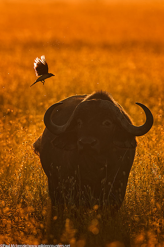 African Buffalo with Oxpecker in flight, backlit in tall grass, Serengeti, Tanzania_P3I0617 {J}