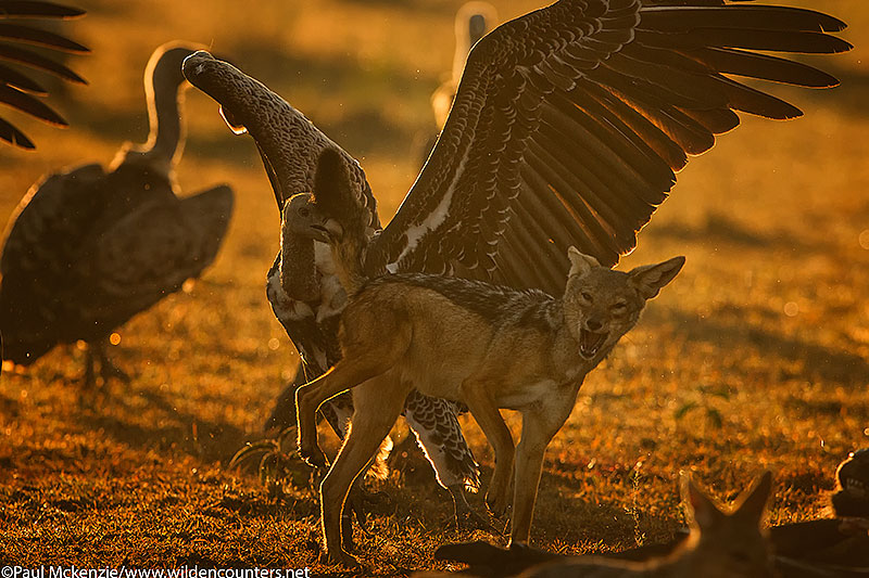 African White-Backed Vulture biting Black-Backed Jackal tail, Masai Mara, Kenya