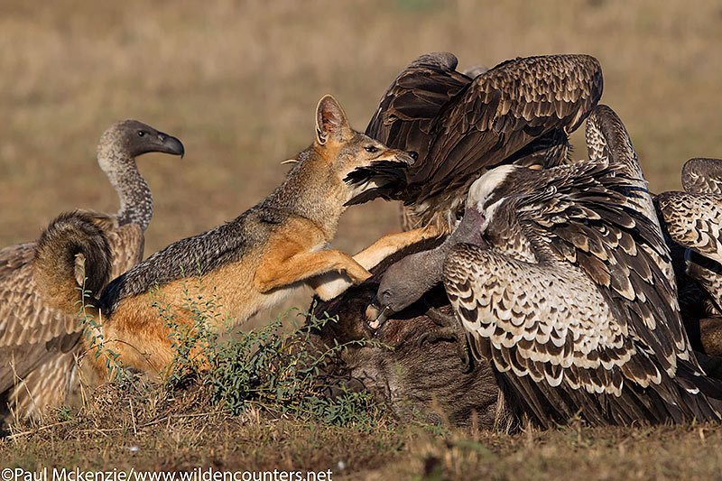 Black Backed Jackal biting African White-Backed Vulture, Masai Mara, Kenya