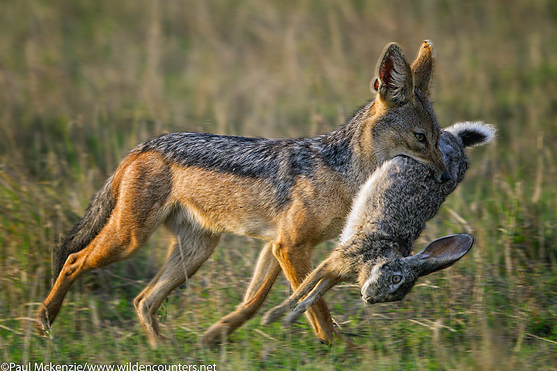 Black Backed Jackal carrying African Hare, Masai Mara, Kenya_P3I6187 {J}