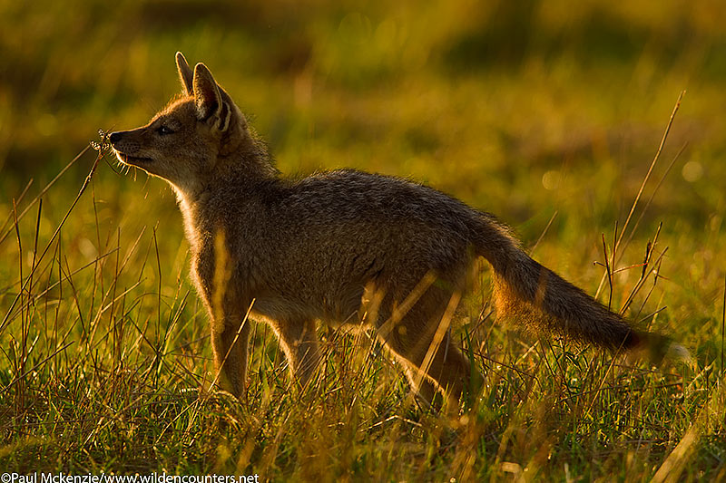 Black-Backed Jackal pup sniffing dragon flies, Masai Mara, Kenya