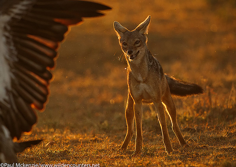 Black Backed Jackal watching fleeing African White-Back Vulture, Masai Mara, Kenya