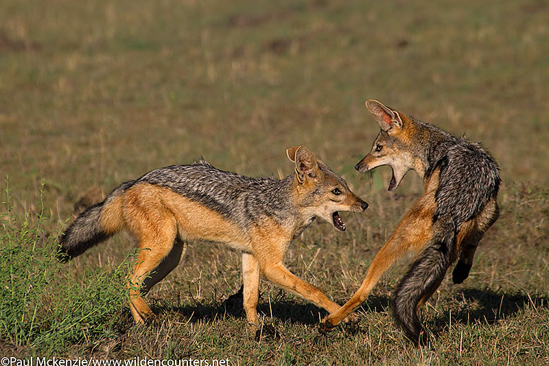 Black-Backed Jackals playing, Masai Mara, Kenya