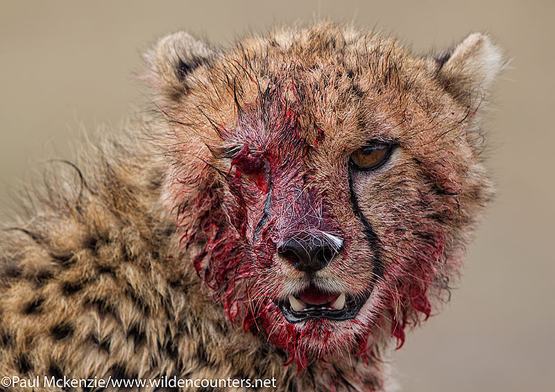 Cheetah cub face covered with blood after feeding on a Thomson's Gazelle kill, Masai Mara, Kenya_P3I2565 {J}