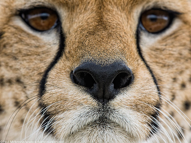 Cheetah face close-up, Masai Mara, Kenya_74A7868 {J}