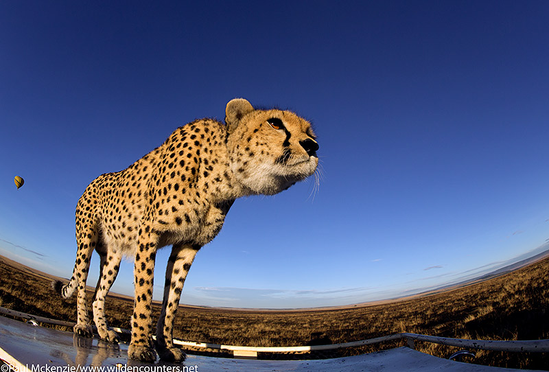 Cheetah standing on vehicle top, fish-eye shot, Masai Mara, Kenya