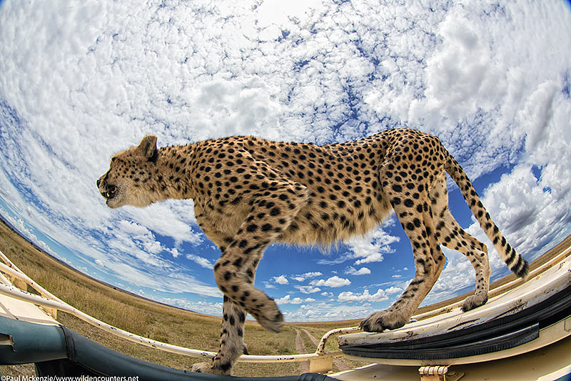 Cheetah walking on vehicle, fish=eye shot, Masai Mara, Kenya_74A7798 {J}