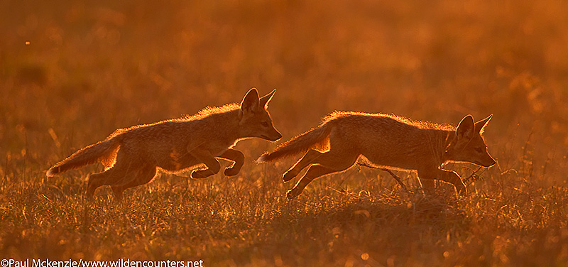 Jackal pups playing, Masai Mara, Kenya_P3I7595 {J}