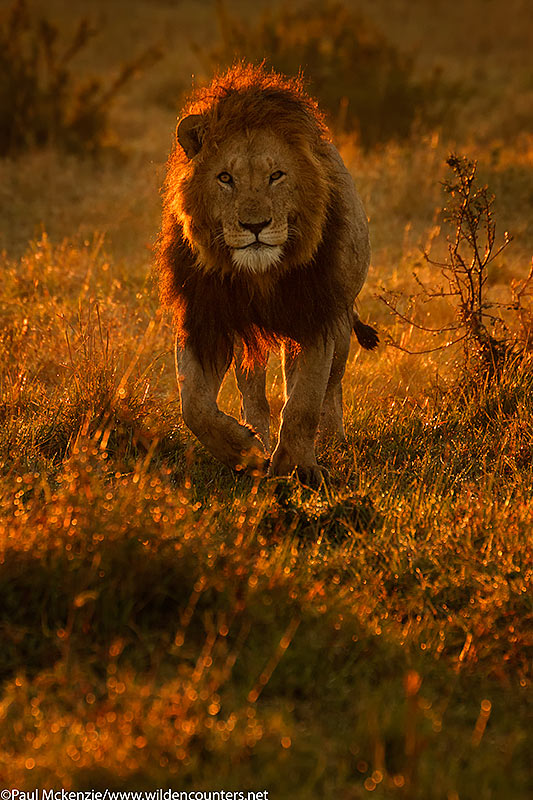 Male Lion, Masai Mara, Kenya