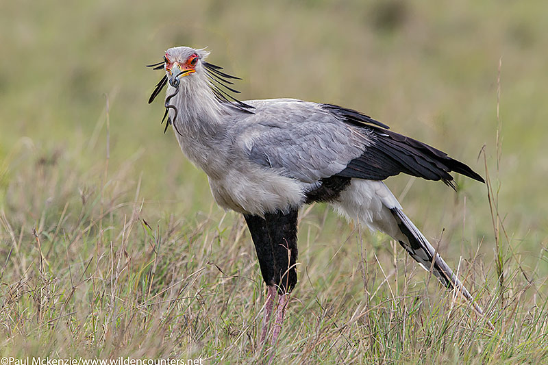 Secretary Bird, Masai Mara, Kenya_P3I5284 {J}