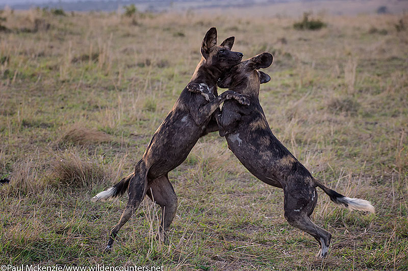 Wild Dogs playing, Masai Mara, Kenya