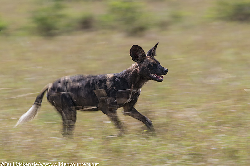 Wild dog running, with motion, Masai Mara, Kenya