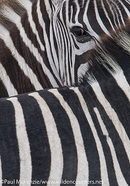 Zebra patterns, abstract, Serengeti, Tanzania_P3I9818 {J}