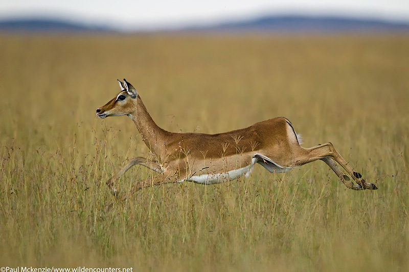 with selection Adult female Impala running across savannah, Masai Mara, Kenya_P3I7805 {J}