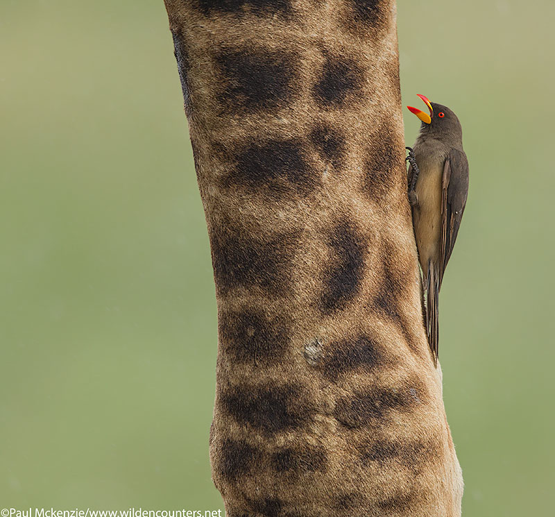 with selection Oxpecker on Giraff leg, Serengeti, Tanzania_P3I0208 {J}
