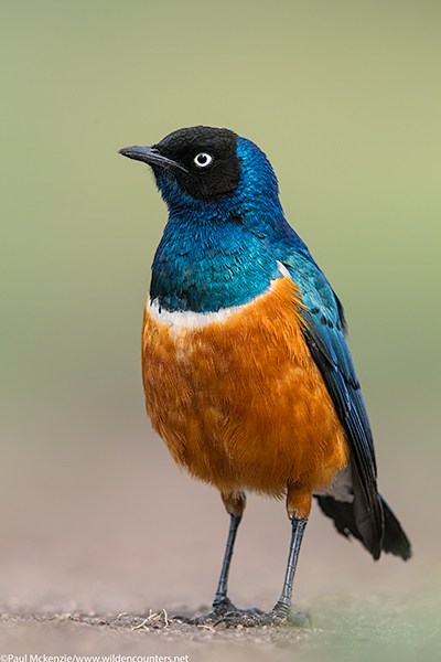 with selection Superb Starling, ground level view, Serengeti, Tanzania_P3I0090 {J}