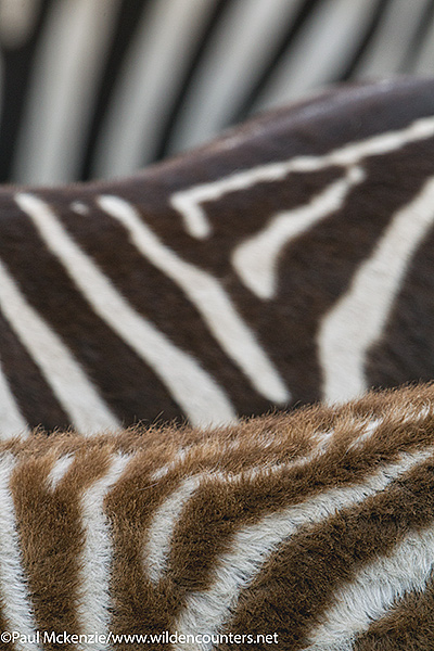 2 Zebra patterns, abstract, Serengeti, Tanzania
