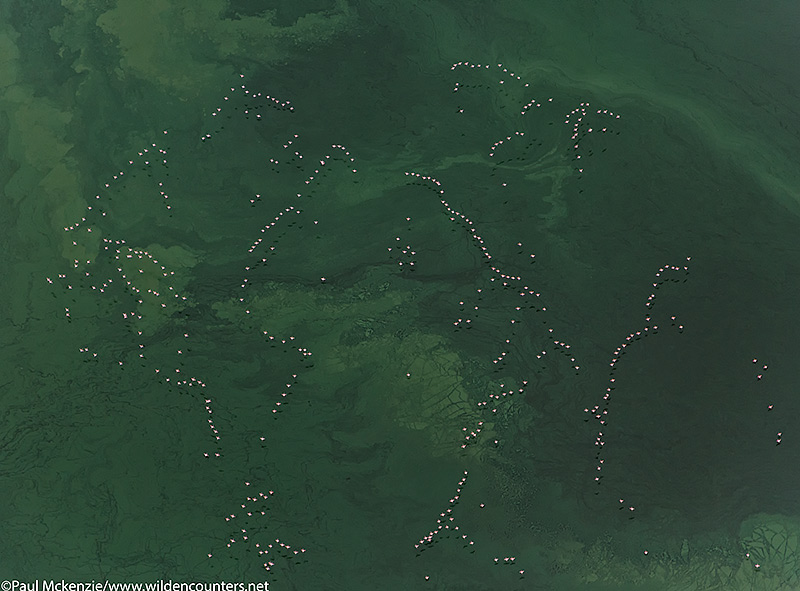 Aerial image of Lesser Flamingos flying in formation over algae slick on Lake Bogoria, Kenya