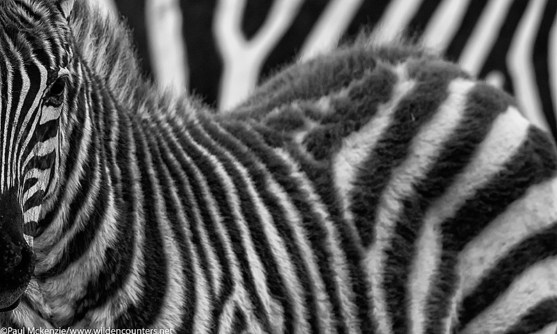 B&W Juvenile Zebra, abstract, Serengeti, Tanzania