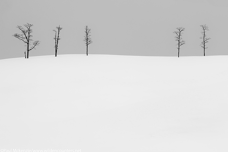 B&W Leafless Elder trees on top of a snow covered hill, Eastern Hokkaido, Japan