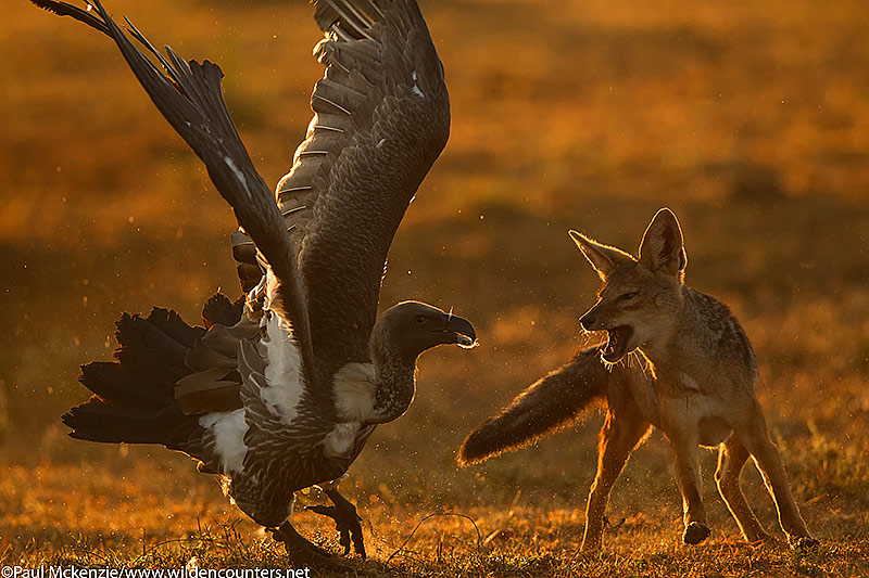 Black-Backed Jackal fighting with African White-Backed Vulture, Masai Mara, Kenya