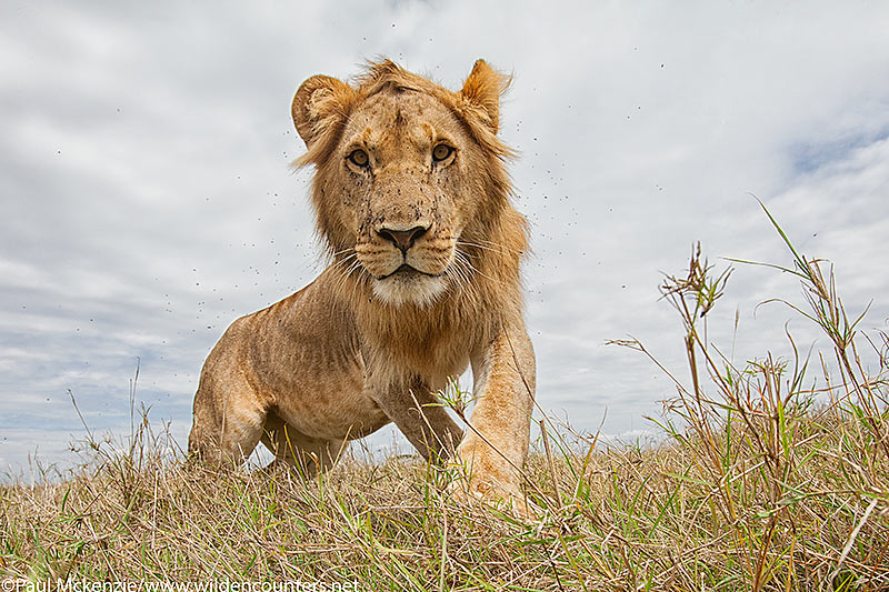 Immature male Lion, close-focus, wide-angle, Masai Mara, Kenya