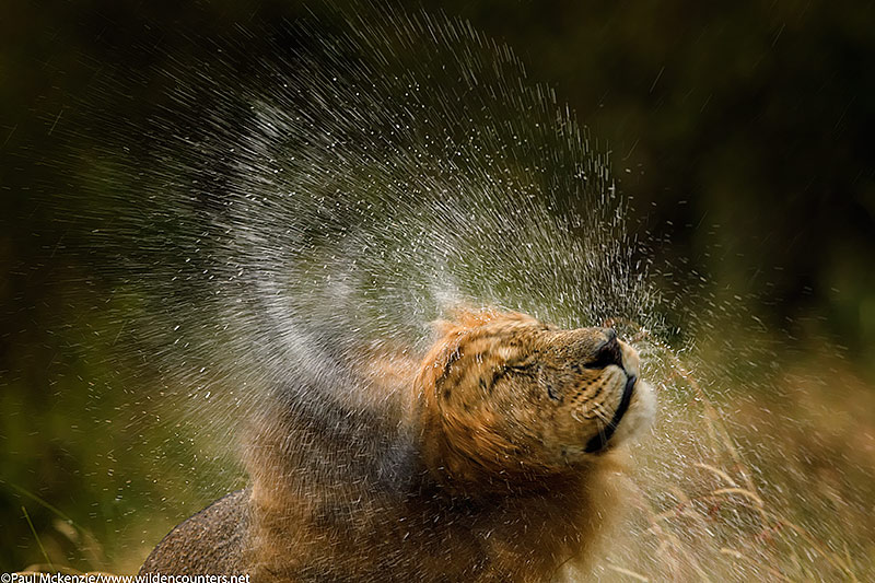 Male Lion shaking wet mane with water spraying, with motion, Masai Mara, Kenya_P3I7050 {J}