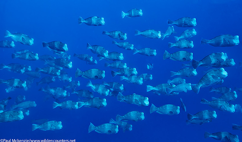 Pre-spawning aggregation of Bump Headed Parrotfish, Palau, Micronesia_MG_1691 {J}