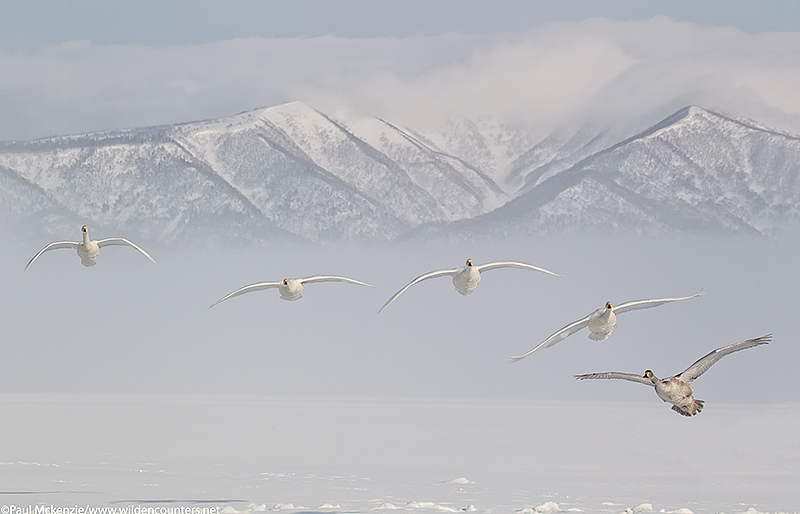 Whooper Swans flying into land on frozen lake, Lake Kussharo, Japan