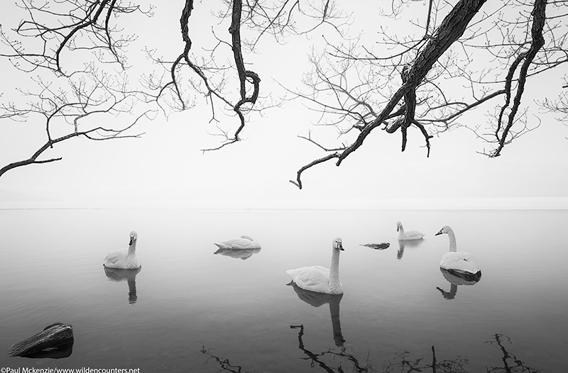 with selection Whopper Swans at dawn on frozen lake opening under overhanging branches, Lake Kussharo, Hokkaido, Japan_74A7770 {J}