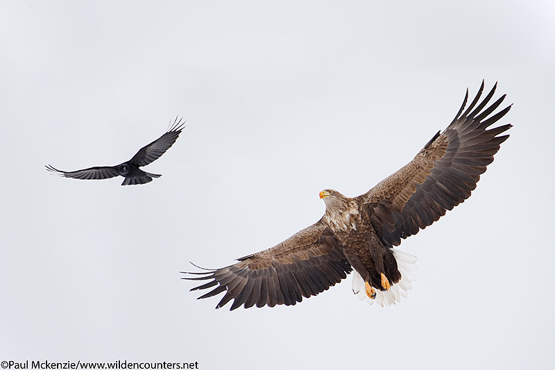 1. White-Tailed Eagle and Crow in flight, Eastern Hokkaido, Japan